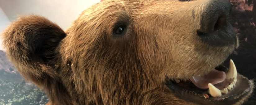 ANTON TOŽBAR – ŠPIK